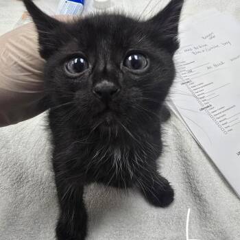 Marlin -  Domestic Short Hair Cat for Adoption in Fort Bragg, California - Marlin | PetCurious