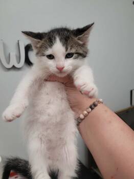 Domestic Short Hair Cats Available for Adoption in Republic, Missouri - Alfie | PetCurious