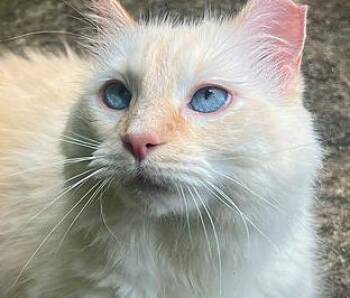 Lily -  Ragdoll and Domestic Long Hair Cat for Adoption in Ridgeside, Tennessee - Lily | PetCurious