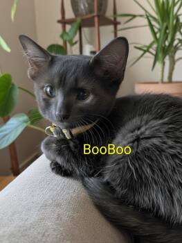 Domestic Short Hair Cats Available for Adoption - BooBoo | PetCurious