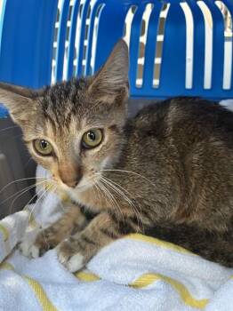 A138233 -  Domestic Short Hair Cat for Adoption in Palmetto, Florida - A138233 | PetCurious