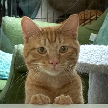 Tabby Cats Available for Adoption in Bonners Ferry, Idaho - Peanut | PetCurious