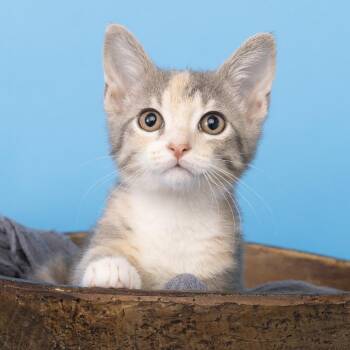 Mable -  Domestic Short Hair Cat for Adoption in Franklin, Tennessee - Mable | PetCurious