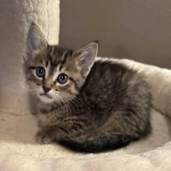 Domestic Short Hair Cats Available for Adoption in Allen, Texas - Pesos (Pre-Adoption ONLY) | PetCurious