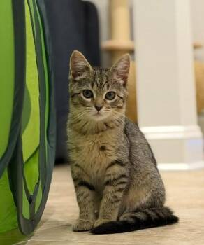 Junie -  Tabby Cat for Adoption in Wayne, New Jersey - Junie | PetCurious