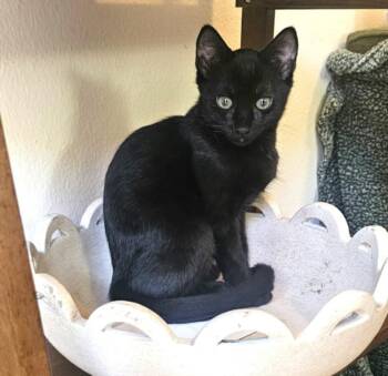 POE -  Domestic Short Hair Cat for Adoption in Burbank, California - POE | PetCurious
