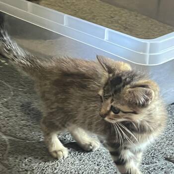 Biscuit -  Tabby Cat for Adoption in Melbourne, Arkansas - Biscuit | PetCurious