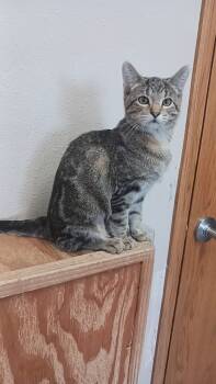 Rescue Domestic Short Hair Cats for Adoption in Prairie Du Chien, Wisconsin - Delaney | PetCurious