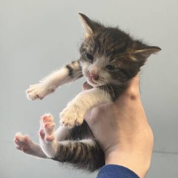 Domestic Short Hair Cats Available for Adoption in Greensboro, North Carolina - Lefty | PetCurious
