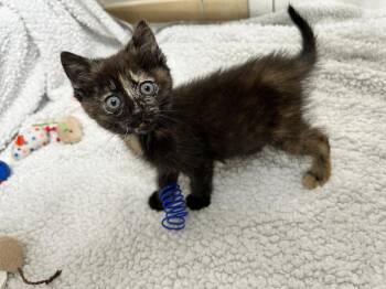 Stormi -  Domestic Short Hair Cat Available for Adoption in Salinas, California - Stormi | PetCurious