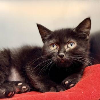 Demi -  Domestic Short Hair Cat for Adoption in Jackson Township, New Jersey - Demi | PetCurious