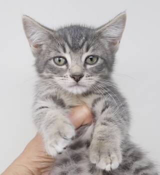 Newman is soooo sooo nice - cutest silver doll -  Tabby and Silver Cat for Adoption in Bedford Hills, New York - Newman Is Soooo Sooo Nice - Cutest Silver Doll | PetCurious