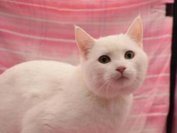 Domestic Short Hair Cats Available for Adoption - Bleu | PetCurious