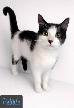Pebble -  Domestic Short Hair Cat for Adoption in Englewood, Florida - Pebble | PetCurious