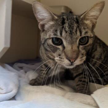 Pinto -  Domestic Short Hair Cat for Adoption in Murray, Utah - Pinto | PetCurious