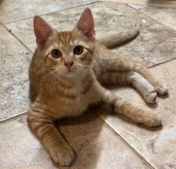 Tabby and Domestic Short Hair Cats Available for Adoption - Murray | PetCurious