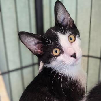 Rusty -  Domestic Short Hair Cat for Adoption in Gainesville, Texas - Rusty | PetCurious