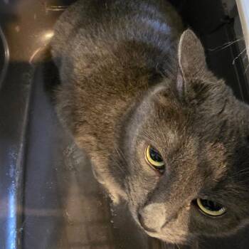 Chiquita -  American Shorthair and British Shorthair Cat for Adoption in Klamath Falls, Oregon - Chiquita | PetCurious