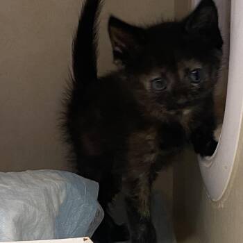 Joy -  Domestic Short Hair Cat for Adoption in Westminster, California - Joy | PetCurious