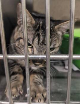 Domestic Short Hair Cats Available for Adoption in Anchorage, Alaska - STIMPY | PetCurious