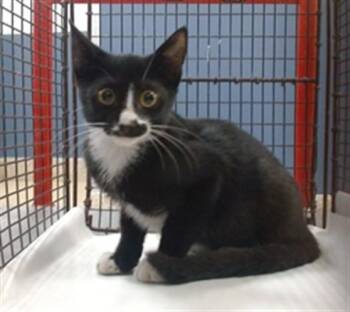 MIMI -  Domestic Short Hair Cat for Adoption in Doral, Florida - MIMI | PetCurious
