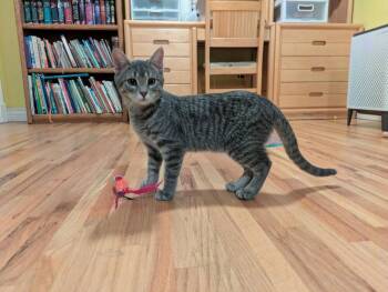 Fiddle -  Domestic Short Hair Cat for Adoption in Aurora, Colorado - Fiddle | PetCurious