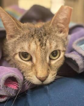 Domestic Short Hair Cats Available for Adoption in Westland, Michigan - Baby Corn | PetCurious