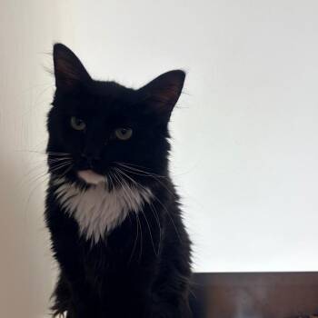 Domestic Medium Hair Cats Available for Adoption in Harrisonburg, Virginia - Canas | PetCurious