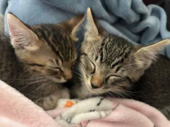 Taco -  Domestic Short Hair Cat for Adoption in St. Cloud, Florida - Taco | PetCurious