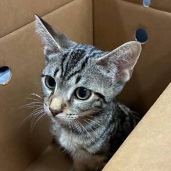 Noodles -  Domestic Short Hair Cat for Adoption in Dearborn, Michigan - Noodles | PetCurious