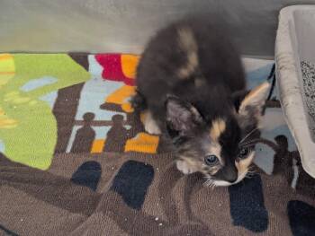 Domestic Short Hair Cats Available for Adoption in Rocky Mount, North Carolina - Poppy31646A | PetCurious