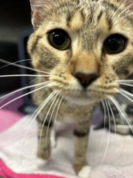 Sonya -  Domestic Short Hair Cat for Adoption in Lafayette, Indiana - Sonya | PetCurious