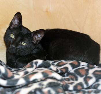 TOTO -  Domestic Short Hair Cat for Adoption in San Clemente, California - TOTO | PetCurious