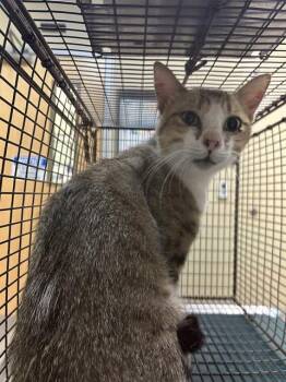 PADRE -  Domestic Short Hair Cat for Adoption in Corpus Christi, Texas - PADRE | PetCurious