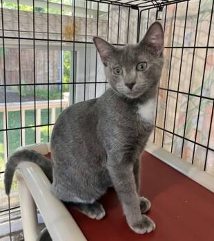 Rescue Domestic Short Hair Cats for Adoption in New Freedom, Pennsylvania - Mateo | PetCurious