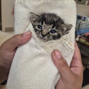 Roberta -  Domestic Short Hair Cat for Adoption in Lake Panasoffkee, Florida - Roberta | PetCurious