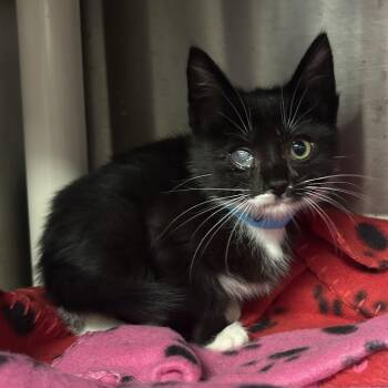 IVHS-Stray-138716 -  Domestic Short Hair Cat for Adoption in San Gabriel, California - IVHS-Stray-138716 | PetCurious