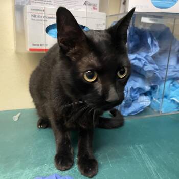 Murphy -  Domestic Short Hair Cat for Adoption in Pasadena, California - Murphy | PetCurious