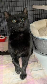 Rescue Domestic Short Hair Cats for Adoption in Neenah, Wisconsin - Crystal | PetCurious