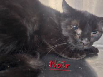 Rescue Domestic Short Hair Cats for Adoption in Jim Thorpe, Pennsylvania - Noir | PetCurious