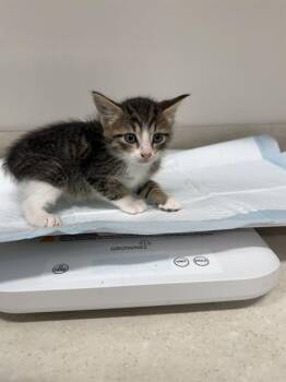 PETAL -  Domestic Short Hair Cat for Adoption in Baytown, Texas - PETAL | PetCurious