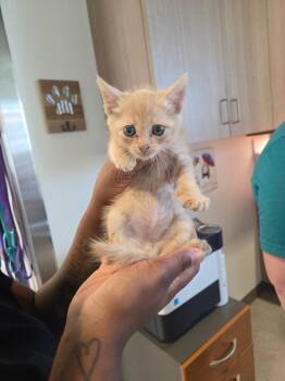 Brantley -  Domestic Short Hair Cat for Adoption in Bossier City, Louisiana - Brantley | PetCurious