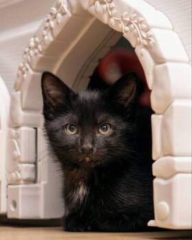 Moe -  Bombay and Domestic Medium Hair Cat for Adoption in Knoxville, Tennessee - Moe | PetCurious