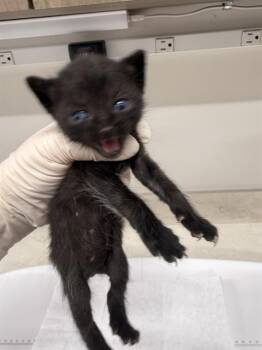 SEGA -  Domestic Short Hair Cat for Adoption in Baytown, Texas - SEGA | PetCurious