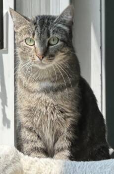 MANDY -  Domestic Short Hair Cat for Adoption in Northfield, Ohio - MANDY | PetCurious