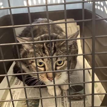 Villa -  Domestic Short Hair Cat for Adoption in Montgomery, Alabama - Villa | PetCurious