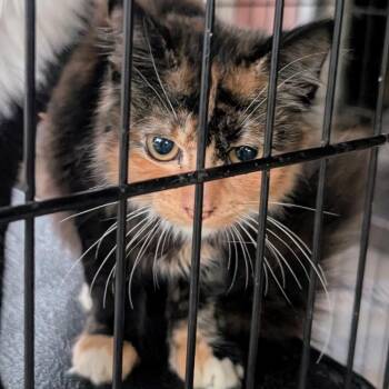 LIL E -  Domestic Medium Hair Cat for Adoption in Long Beach, California - LIL E | PetCurious