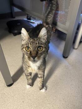 Kiko -  Domestic Short Hair Cat for Adoption in Sherwood, Oregon - Kiko | PetCurious