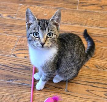 Rescue Domestic Short Hair Cats for Adoption in Guelph, Ontario - Mimsy | PetCurious