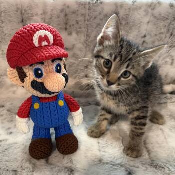 Mario -  Domestic Short Hair Cat Available for Adoption in Bloomington, Illinois - Mario | PetCurious